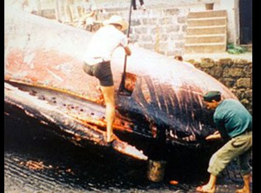 Los pescadores despellejan y despiezan el cachalote pescado