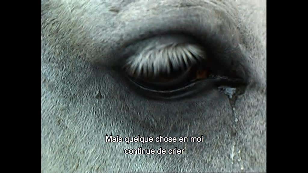 Una lágrima se escapa del ojo de un caballo en primer plano