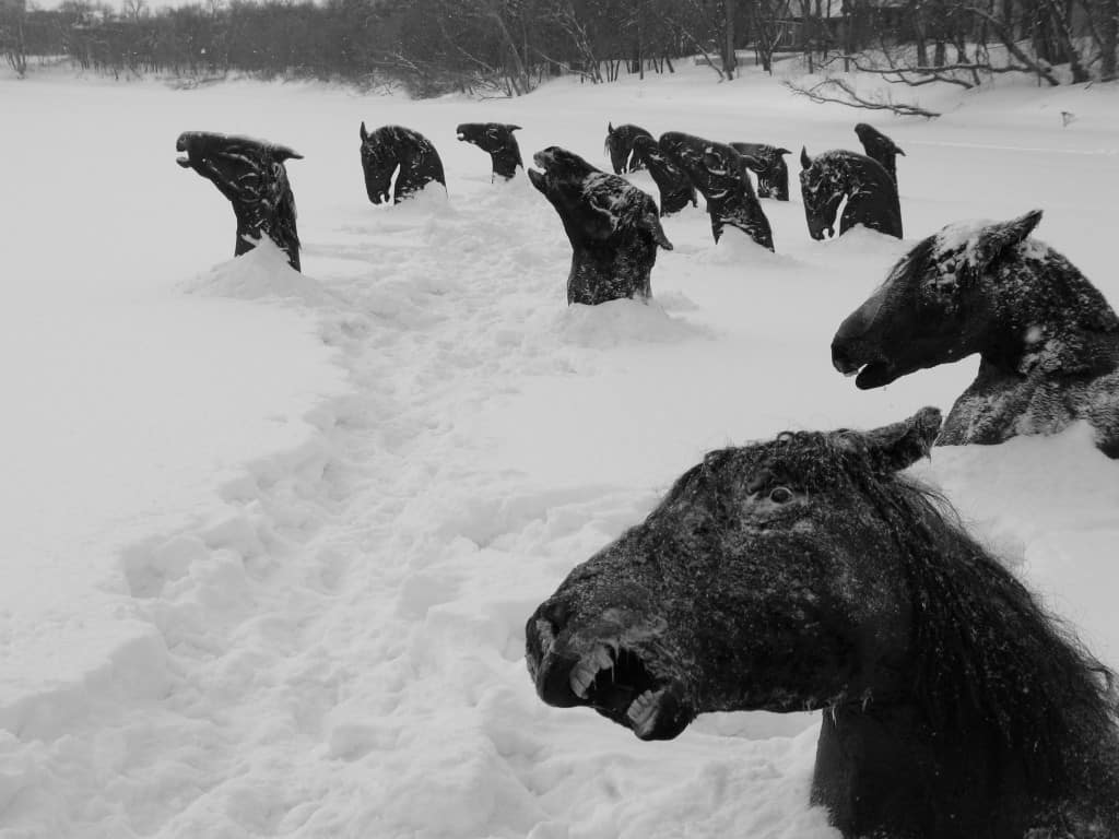 Las cabezas de caballos helados sobresalen de la nieve
