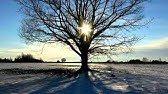 El sol del amanecer se entrevé entre las ramas del árbol helado