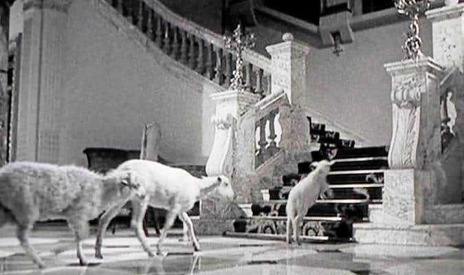 Las ovejas suben por las escaleras del palacio